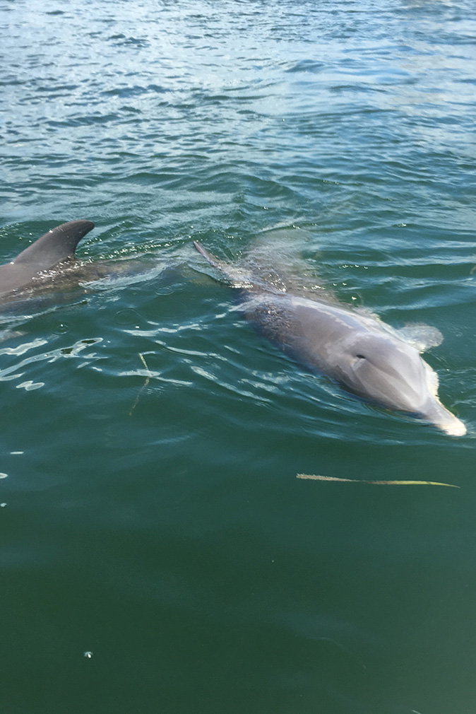 Two dolphins swimming in the ocean in Captiva Island, FL