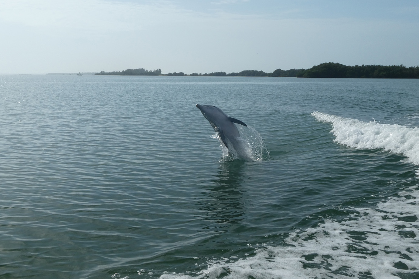 Dolphin breaching out of the water in Captiva Island, FL