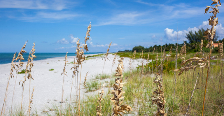 Sea Oat plants growing in the dunes of the white sands beach white the bright blue ocean in the distance on a clear sunny day in Captiva Island, FL