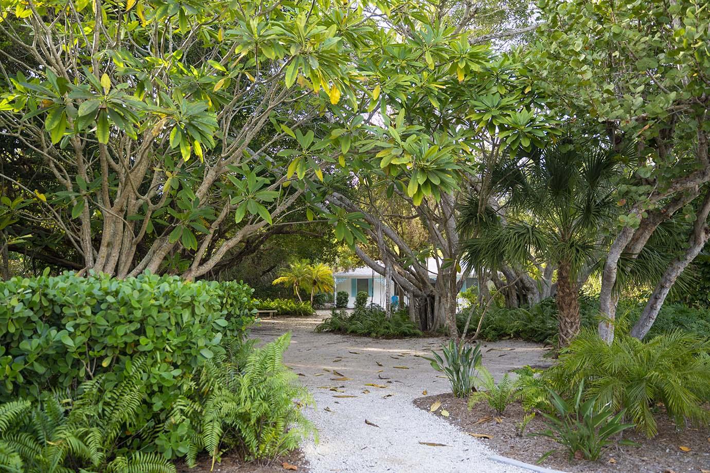 Array of Trees with Green Leaves on pathway outside of the Sea Oats Estate in Captiva Island, FL
