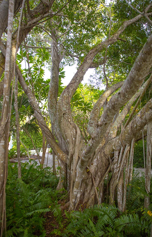 Large overgrown tree at the Sea Oats Estate in Captiva Island, FL with a large trunk and limbs and vibrant green plant surrounding